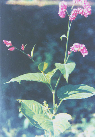 cΣڳֵꖵϳƬLڵݵoʴпգ³磬_³졣RޤǐԶyԸsݣС׵麦^ء

